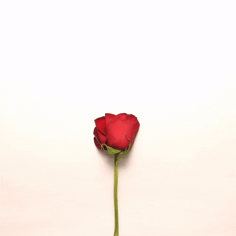 Stop motion gif. A red rose sheds it petals before they shift around to form a pulsing heart shape.