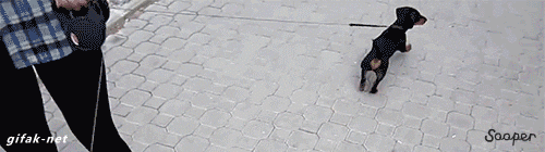 w  GIF