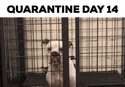 Quarantine Gifs Get The Best Gif On Giphy