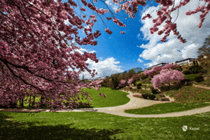 Mood Flowers GIF by Stadt Kassel