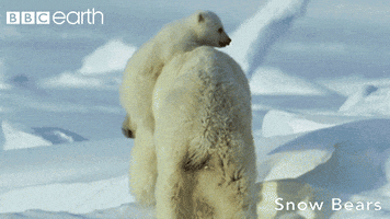 polar bear baby GIF by BBC Earth