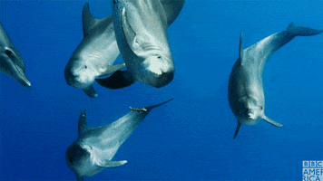 blue planet dolphin GIF by BBC America