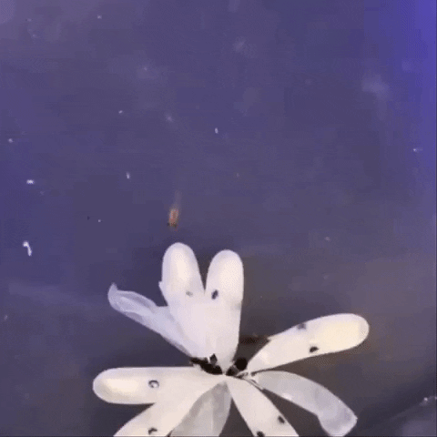 baby octopus GIF by OctoNation