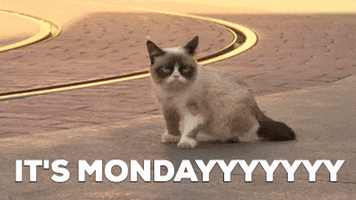 grumpy cat monday GIF by Nebraska Humane Society