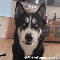 Huh GIF by Loki