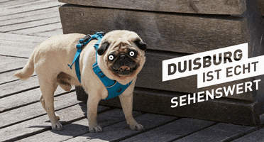 duisburgistecht GIF