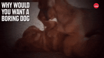 Pets GIF by BuzzFeed