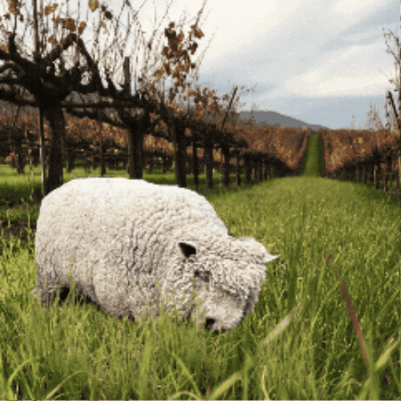 Wine Sheep GIF by SIP Certified