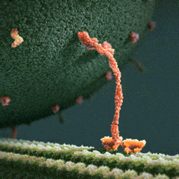 motor protein transporting a vesicle