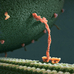 motor protein transporting a vesicle