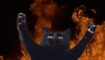 Cat GIF