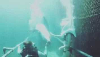 karenzanella  GIF