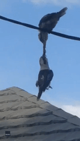 Kookaburras Go Beak-to-Beak in Feisty Tug of War Over Food