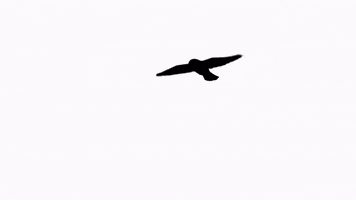 Black And White Bird GIF by Gunna