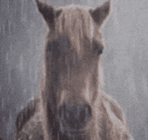 Sad Bojack Horseman GIF