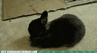 Bunny Sleepy GIF - Bunny Sleepy Gooba - Discover & Share GIFs