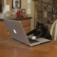 Cat Working GIF