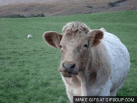 Cow GIFs - Get the best GIF on GIPHY Cow GIFs - Get the best GIF on GIPHY