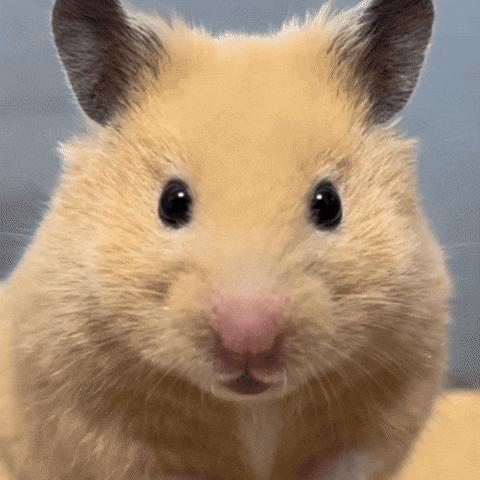 [Image: giphy.gif]