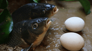 Fish Feeding GIF by UnusualCooking