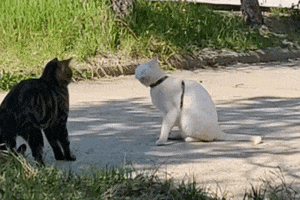 Cat GIF