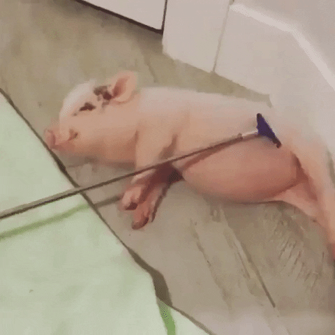 Pig Scratching GIF by JustViral