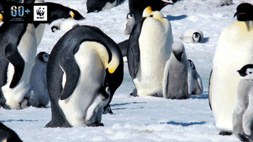 GIF by WWF España