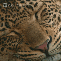 Big Cat Cats GIF by Nature on PBS
