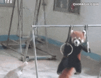Red Pandas Gifs Get The Best Gif On Giphy