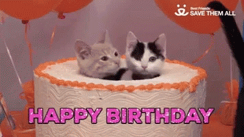 Birthday Cat GIF by memecandy - Find & Share on GIPHY
