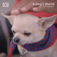Good Boy Dog GIF by ABC TV + IVIEW