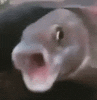 Weird Fish Reaction GIF by MOODMAN