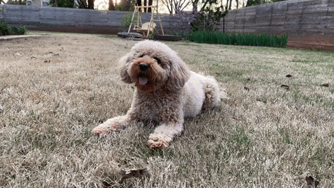 Dog Fetch GIF by Oklahoma State University - Find & Share on GIPHY