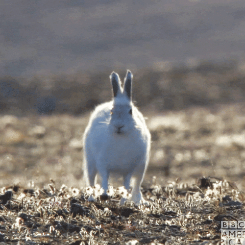 Excited Natures Great Events GIF by BBC America