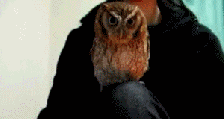 Owl Looking GIF