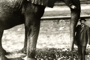 Jumbo The Elephant GIF by BBC America