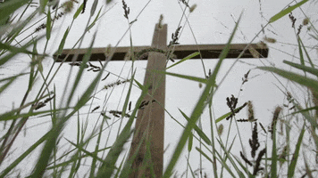 Cross Grass GIF by Northwood Church