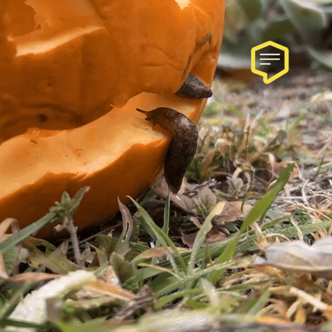 Halloween City GIF by Linz News