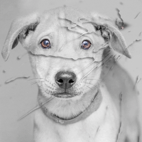 exclusively mongrels