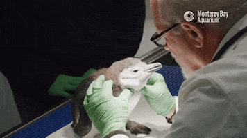 Baby Penguin Doctor GIF by Monterey Bay Aquarium