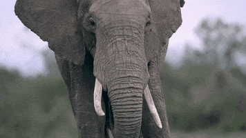 African Elephant Africa GIF by Born Free Foundation