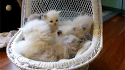 kittens GIF