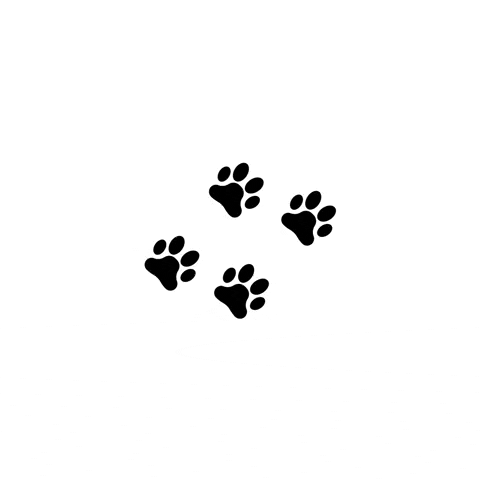 huskyhomeswi GIF