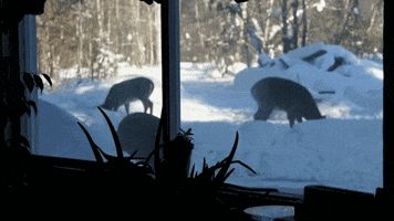 c2fuyzyxbubnbwfpbc5jb20 gif coffee breakfast deer GIF