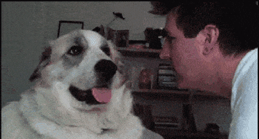 Snail60 dog slap GIF