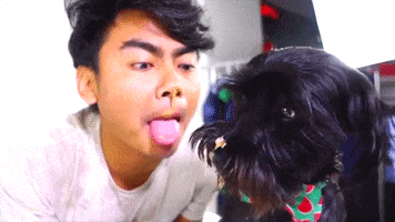 dog fail GIF by Guava Juice