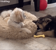 Dog GIF by ViralHog