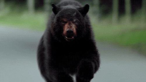 Bear-roar GIFs - Get the best GIF on GIPHY