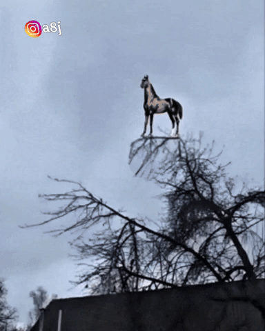 شلوني GIF