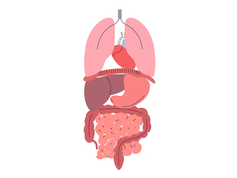 Healthy Lungs Gif